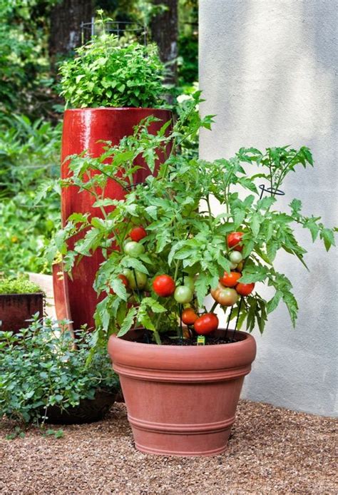 How To Plant A Garden Bonnie Plants Potted Tomato Plants Growing
