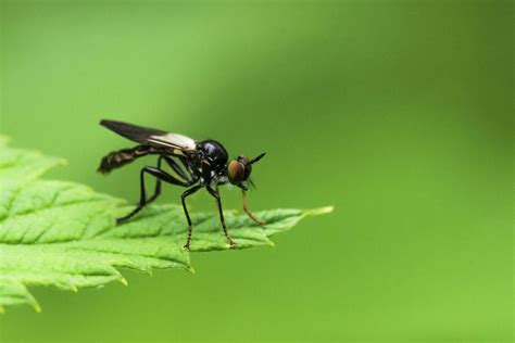 Little Black Fly Photograph By Clifford Pugliese Fine Art America