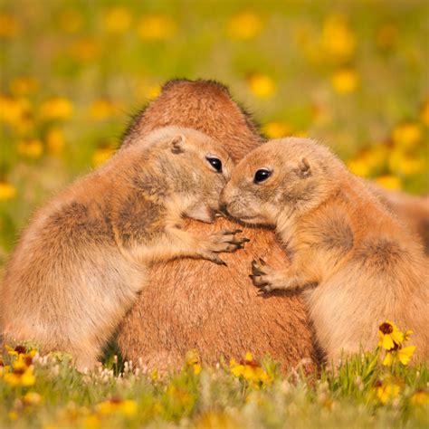 Prairie Dogs Of The Wichita Mountains Fred Wasmer Photography