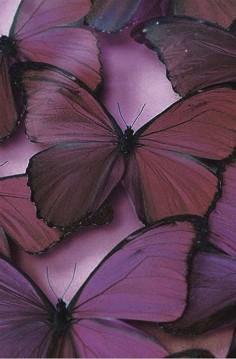 25 Incomparable Purple Butterfly Wallpaper Aesthetic Laptop You Can Use