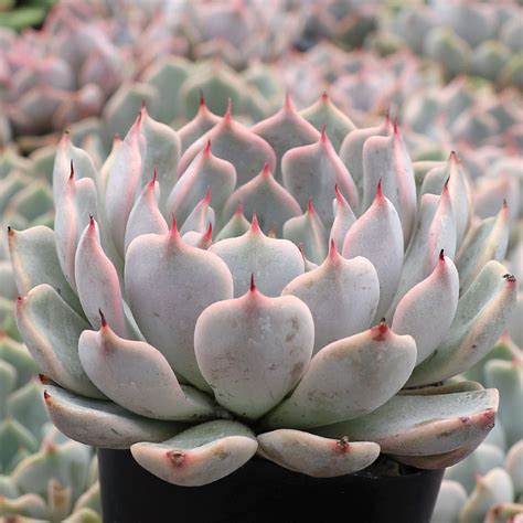 Echeveria Zaragoza Pink Mountain Crest Gardens