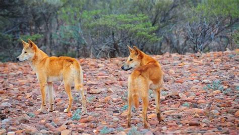 Examples of 'zusammenfassung' in a sentence. Remote, Raw, and Under Threat: Australia's Outback in ...