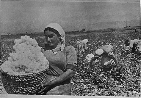 This Is A Cotton Picking Story Hubpages