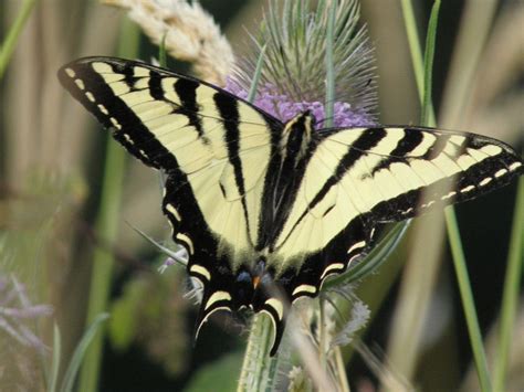Check spelling or type a new query. Western Tiger Swallowtail Photo by Canislupuscorax on ...