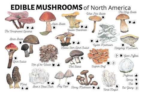 Edible Mushroom Guide North America Mushroom Lovers T Etsy