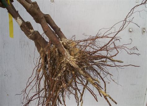 4 Pros And 3 Cons Of Planting Bare Root Fruit Trees Garden And Happy