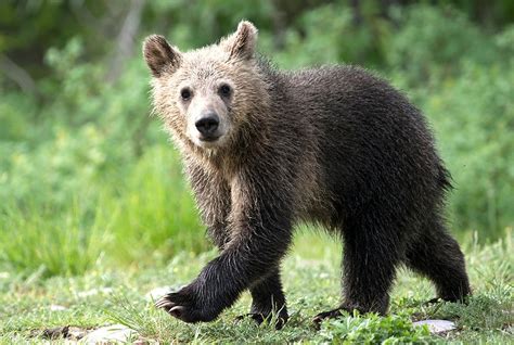 the only cub of america s most famous grizzly bear was just killed by a car the washington post