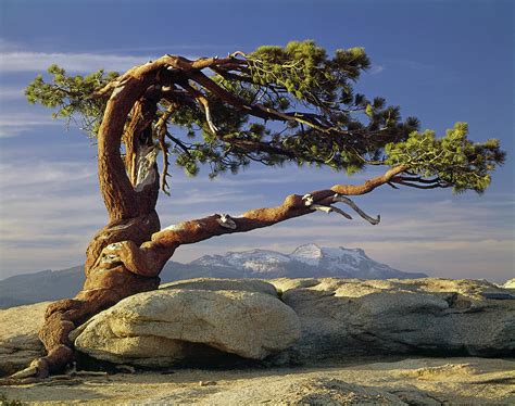 1m6701 Historic Jeffrey Pine Sentinel Dome Yosemite Photograph By Ed