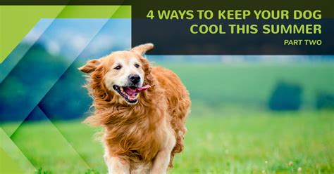 Dog Grooming Greeley: 4 Ways to Keep Your Dog Cool This ...