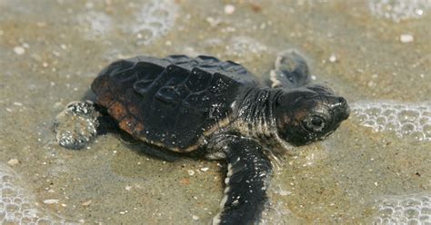 Marine Turtle Conservation Fund Notice Of Funding Opportunity Us