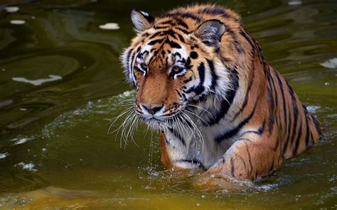 Wallpaper Animals Water Nature Tiger Wildlife Big Cats Zoo
