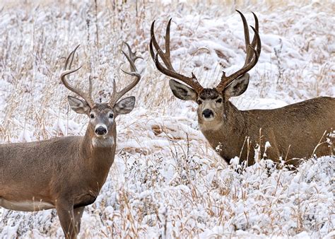 Mule Deer Vs Whitetail Deer Learn The Differences Slay Bucks
