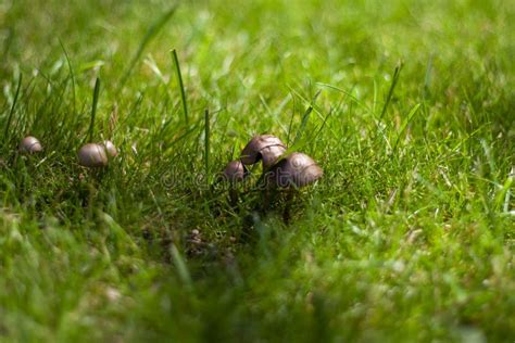 Small Brown Mushrooms In The Garden Green Grass Field Natural