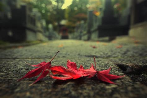 Photography Falling Leaf Best Photography Ideas