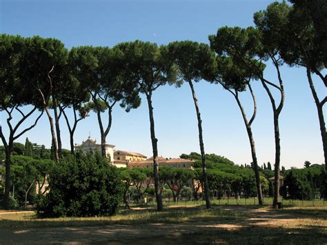 Pines Of Rome Palatine Hill