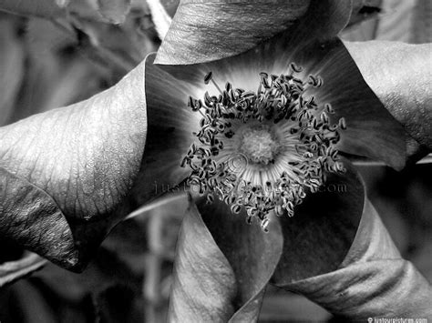 52,666 black and white flower premium high res photos. Plant and Flower Pictures in Black and White ~ Just Our ...