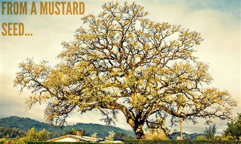 Mustard Seed Seeds Tree Images