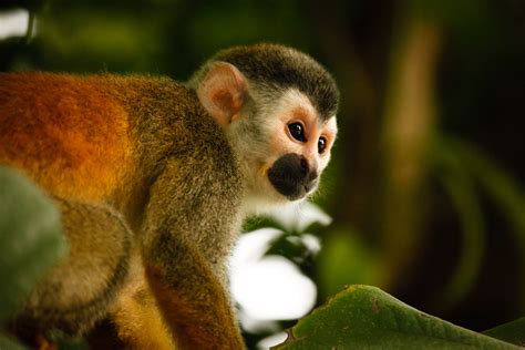 Free Photo Mono Monkeys Animals Nature Free Image On Pixabay 223158