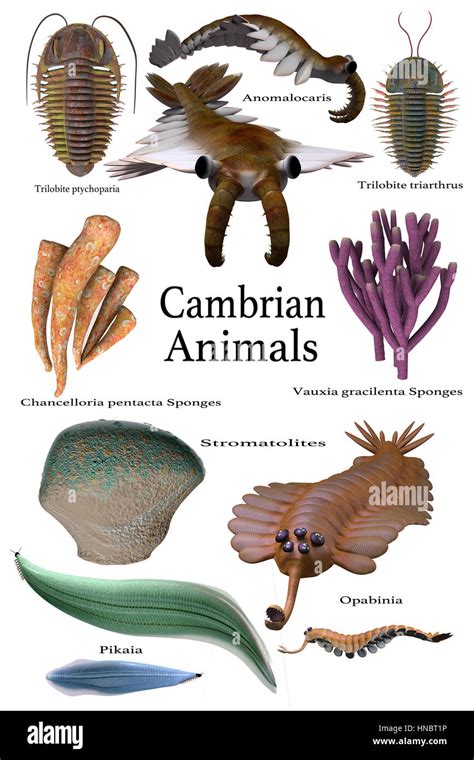 Cambrian Tiere Eine Zusammenstellung Von Einigen Der Tiere Schwämme