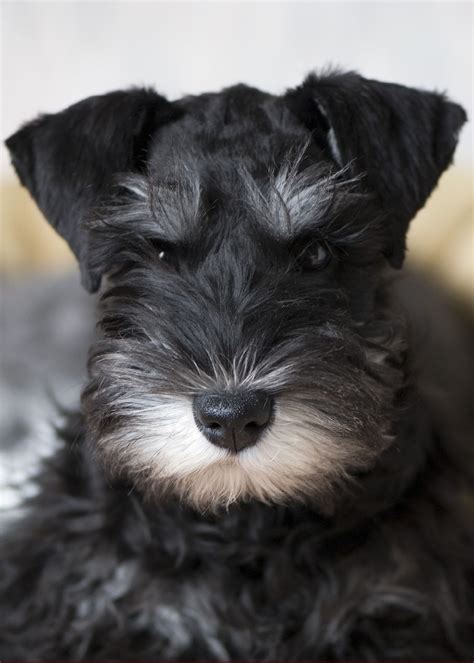 Get a birds eye view of how they interact with other puppies. File:Miniature Schnauzer puppy blackandsilver.jpg ...
