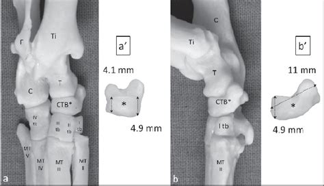 Anatomical Tarsal Bone Model Of A Cat Dorsoplantar View Of The Tarsal