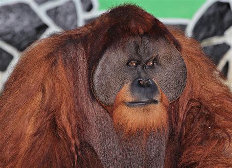 Portrait Of A Large Male Orangutan Photograph By Paul Fell Fine Art
