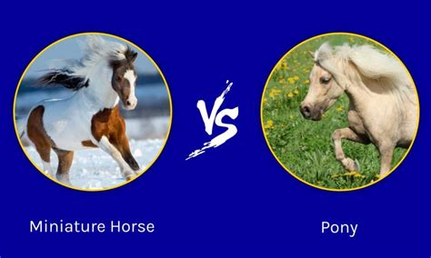 Miniature Horses Vs Ponies Key Differences That Set Them Apart A Z