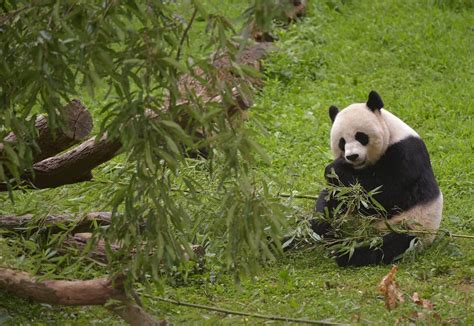 Baby Panda Dies Just Days After Birth At National Zoo Cnn Politics
