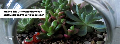 Whats The Difference Between Hard Succulents Vs Soft Succulents