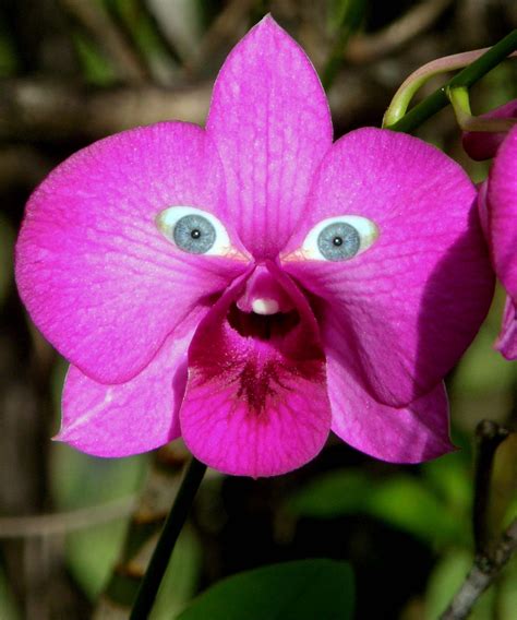 Some Orchids Are Very Unusual Wonderful Flowers Strange Flowers Unusual Flowers