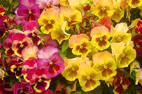 Bright Yellow And Purple Pansies Photograph By Suzanne Powers Fine