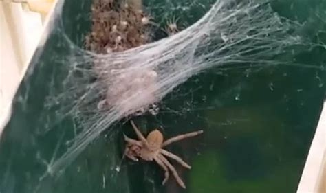 Huntsman Spider And Hundreds Of Babies Found Lurking In Letter Box