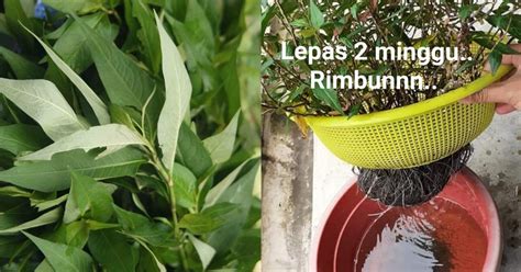 Tanah dengan sertifikat hak guna bangunan tersebut mesti dimiliki oleh warga negara indonesia. Tanam Kesum Dalam Besen Guna Air Je Tanpa Tanah Dan Baja ...
