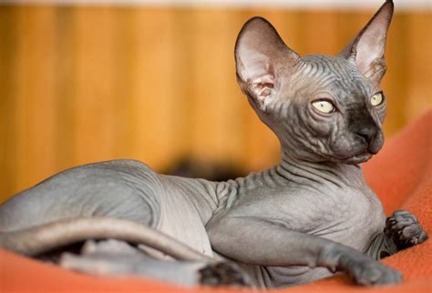 It appears that the hairlessness trait first came into the spotlight around the turn of the 20th century. The Don Sphynx Cat - Cat Breeds Encyclopedia