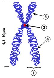 Metazentrisches Chromosom