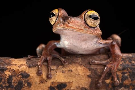 Tropical Amazon Tree Frog Photograph By Dirk Ercken Fine Art America