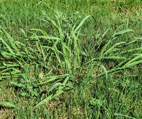 Show Picture Of Crabgrass