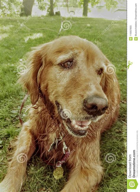 Golden Retriever Dog Laying On The Grass In The Sun Stock Image Image