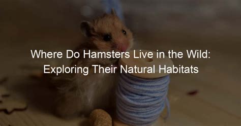 Where Do Hamsters Live In The Wild Exploring Their Natural Habitats