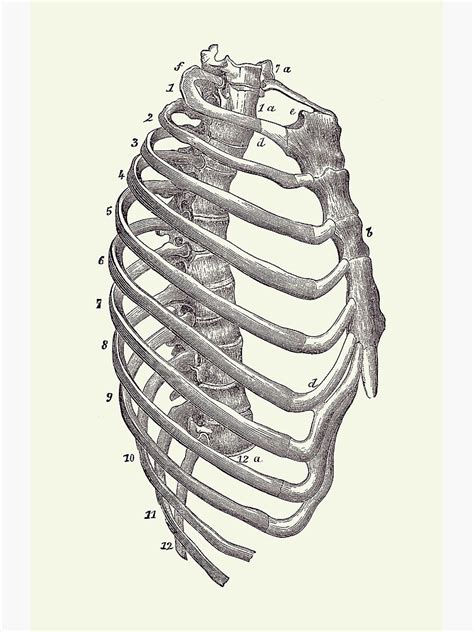 Rib Cage Diagram Thoracic Cavity Description Anatomy Physiology