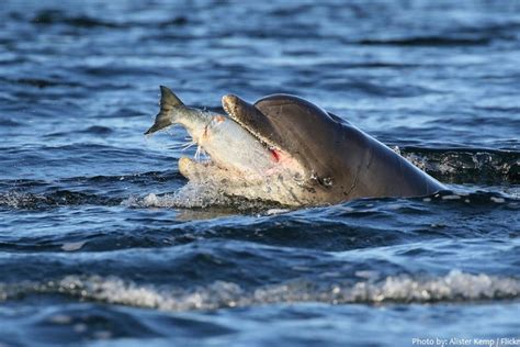 Interesting Facts About Bottlenose Dolphins Just Fun Facts