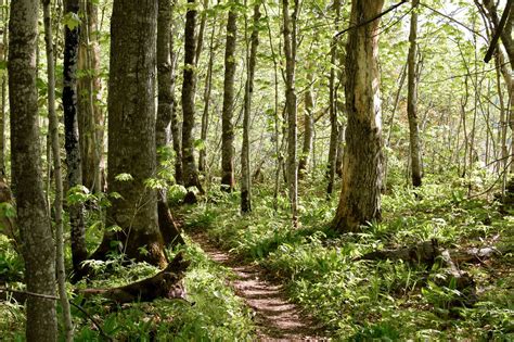 20 Reasons Why Forests Are Important
