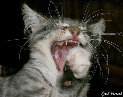 20 Hilarious Cats Laughing At You Stuffmakesmehappy