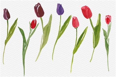 Watercolor Tulips Clip Art Hand Painted Tulip Flowers Spring Flowers