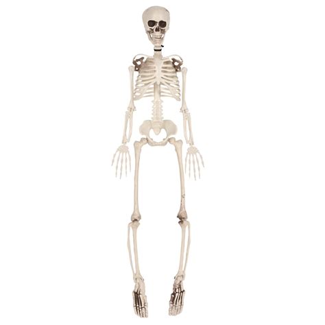 Plastic Skeleton
