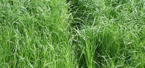 Rye Grass Seeding Intermediate Ryegrass Go Seed Pennington Annual