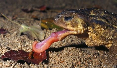 By planting flowers or building structures to attract these species, you will create a beautiful landscape that will have the double benefit of reducing the mosquito population. What Do Toads Eat? Feeding Pet and Garden Toads ...