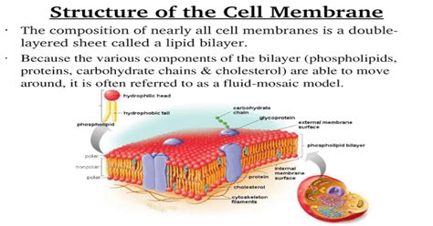 Structure Of The Cell Membrane The Composition Of Nearly All Cell