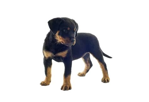 Best dog food for rottweiler puppies. Importance Of A Healthy Rottweiler Diet | RottweilerHQ.com