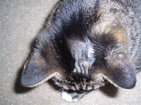 Cat Shaved Head - Red Sores Skin Infection - Picture ...